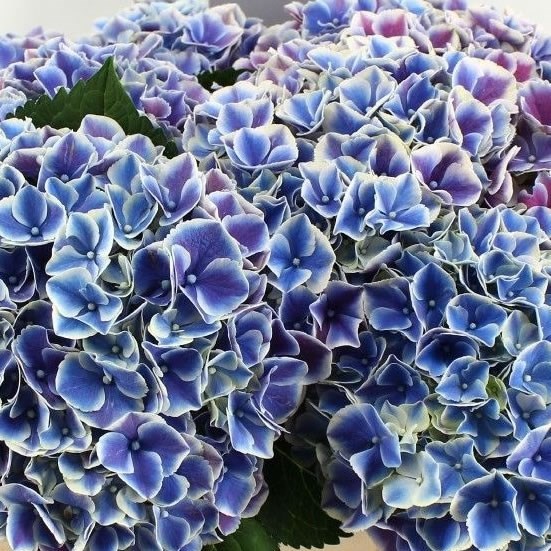 Hydrangea My Beautiful Rio Blue