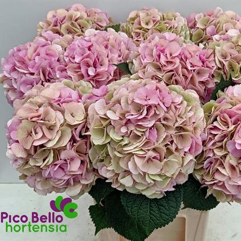 Hydrangea My Beautiful Vienna Classic 80cm | Wholesale Dutch