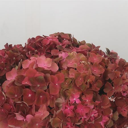 Hydrangea My Terracotta
