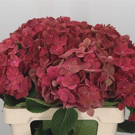 hydrangea