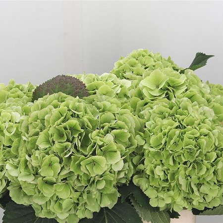 Hydrangea Noordpool Green Classic