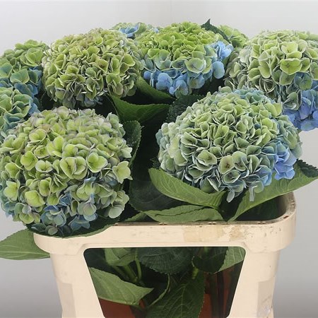 Hydrangea Opal Classic Blue/Green