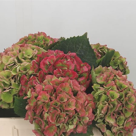 Hydrangea Opal Classic Green/Red