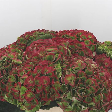 Hydrangea Opal Classic Green/Red