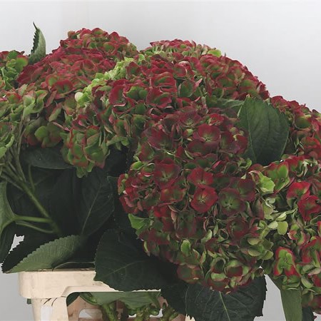 Hydrangea Opal Classic Green/Red