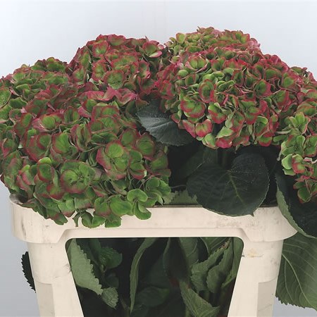 Hydrangea Opal Classic Green/Red