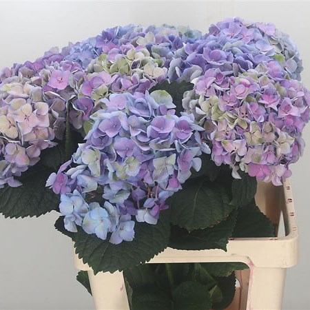 Hydrangea Opal Pastel Classic