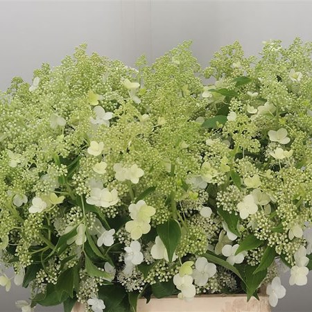 Hydrangea Pan Kyushu