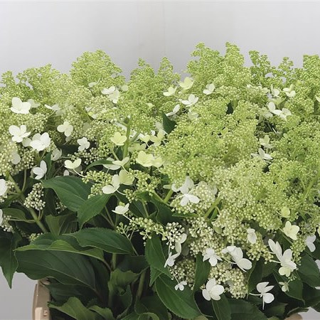 Hydrangea Pan Kyushu