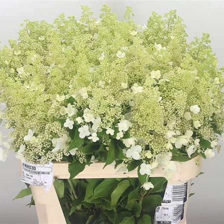 Hydrangea Pan Kyushu