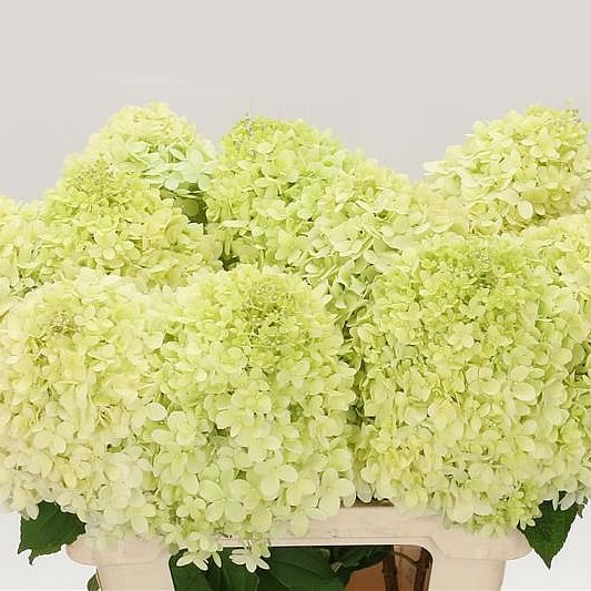 Hydrangea Pan. Limelight