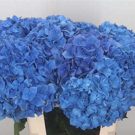 Hydrangea Pimpernel