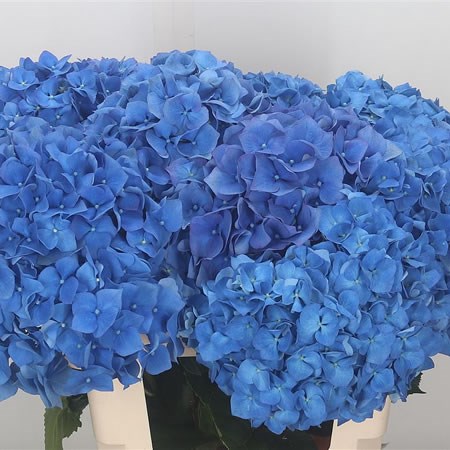 Hydrangea Pimpernel 60cm | Wholesale Dutch Flowers & Florist Supplies UK