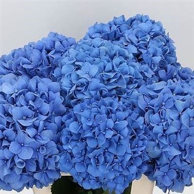 Hydrangea Pimpernel 60cm | Wholesale Dutch Flowers & Florist Supplies UK