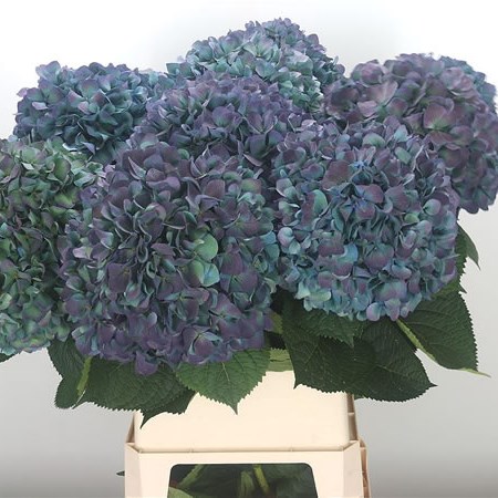 Hydrangea Pimpernel Blue Classic 100cm | Wholesale Dutch Flowers