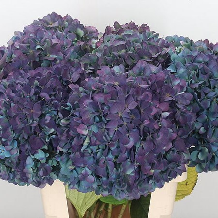 Hydrangea Pimpernel Blue Classic 60cm | Wholesale Dutch Flowers