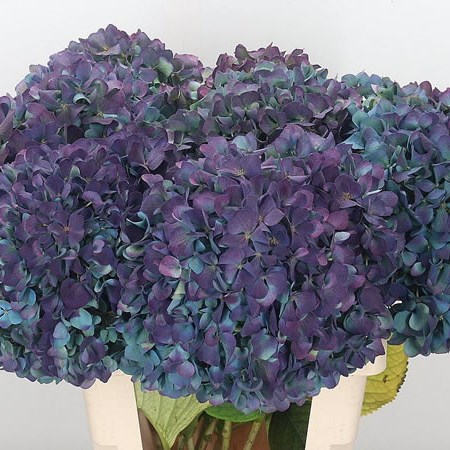 Hydrangea Pimpernel Blue Classic