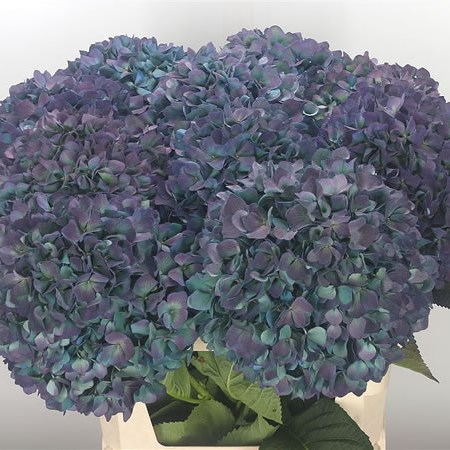 Hydrangea Pimpernel Blue Classic 80cm | Wholesale Dutch Flowers