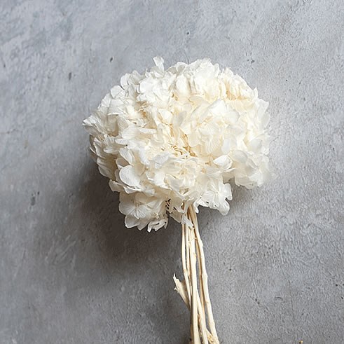 Hydrangea Preserved Bleached 33cm Wholesale Ditch Flowers Direct