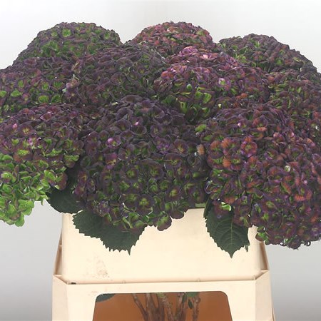Hydrangea Revolution Purple/Green Classic (Extra)