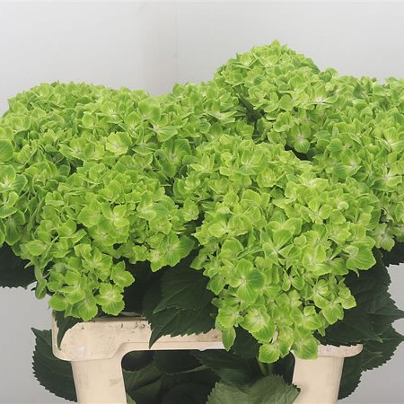 Hydrangea Rhapsody