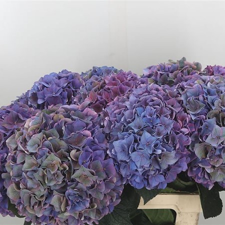 Hydrangea Rodeo Classic Purple