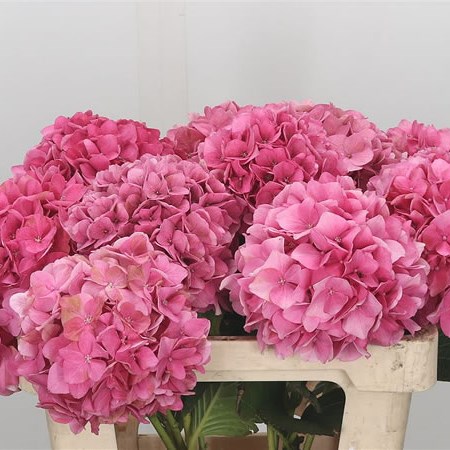 Hydrangea Rodeo Pink