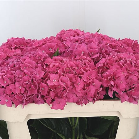 Hydrangea Rodeo Pink
