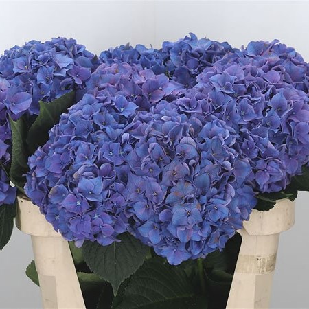 Hydrangea Rodeo Purple