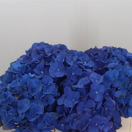 Hydrangea Royal Anne