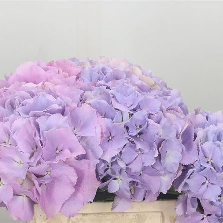 Hydrangea Royal Benefit Lilac
