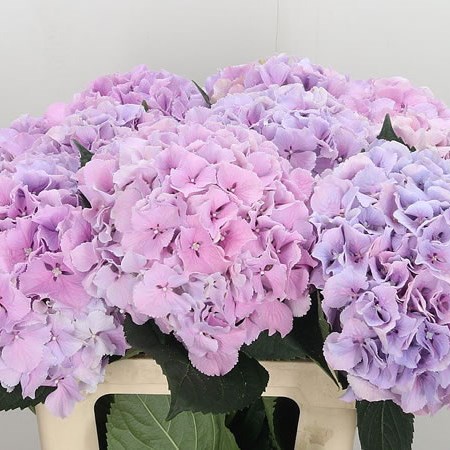Hydrangea Royal Benefit Lilac
