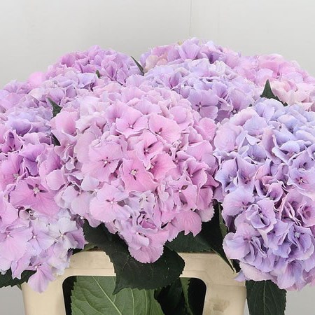 Hydrangea Royal Benefit Lilac