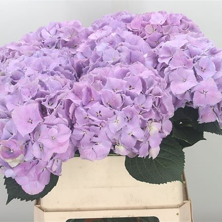 Hydrangea Royal Benefit Lilac