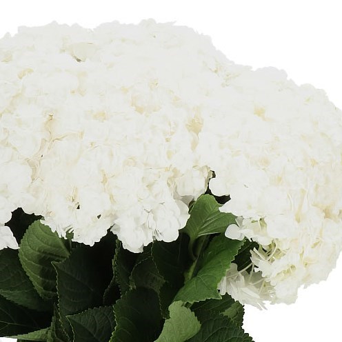 Hydrangea Royal Highness