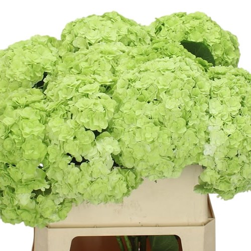 Hydrangea Royal Highness Classic