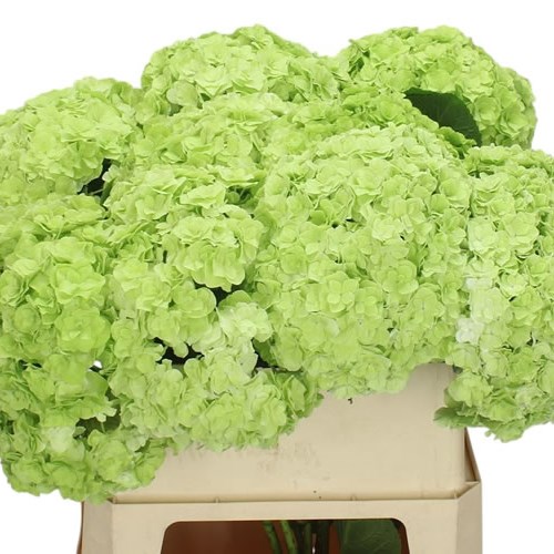 Hydrangea Royal Highness Classic