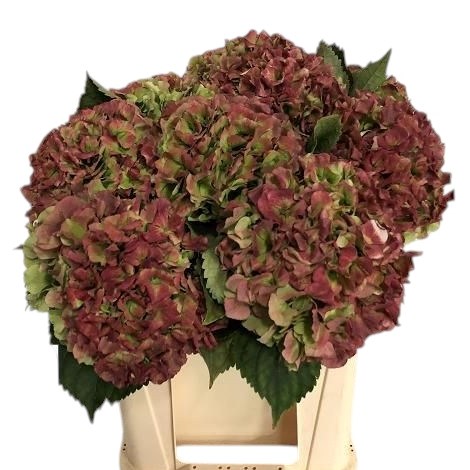 Hydrangea Royal Impressive