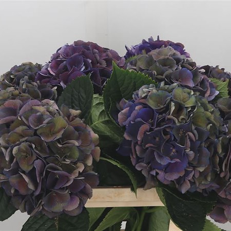 Hydrangea Royal King Purple Classic