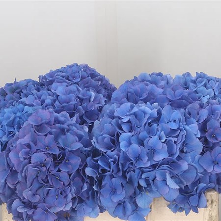 Hydrangea Royal Navy Blue 50cm | Wholesale Dutch Flowers & Florist
