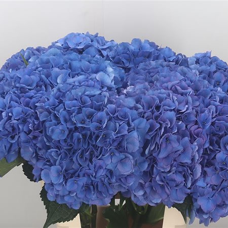 Hydrangea Royal Navy Blue