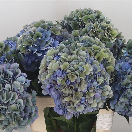 Hydrangea Royal Navy Classic