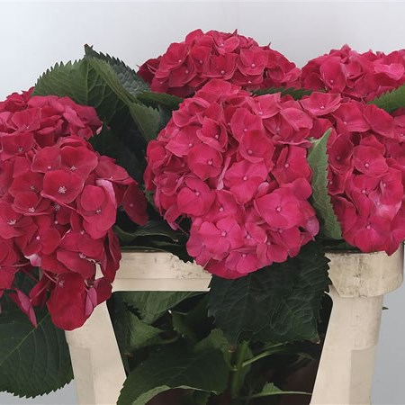 Hydrangea Royal Prestige