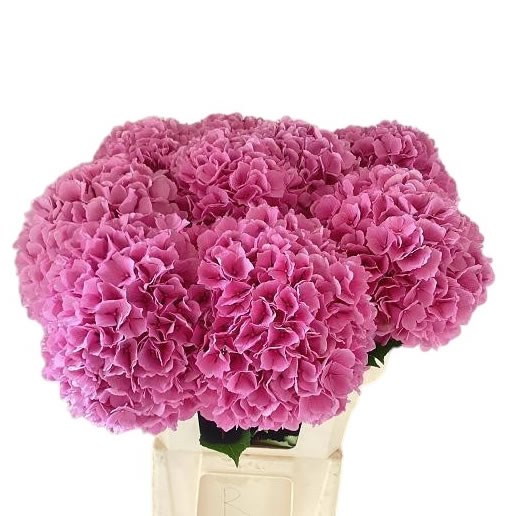 Hydrangea Royal Salute