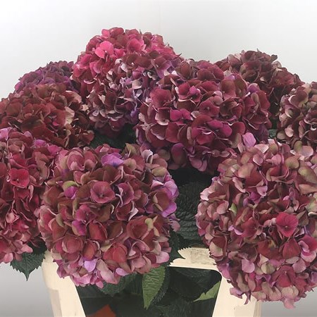 Hydrangea Rubyred Classic (Extra)