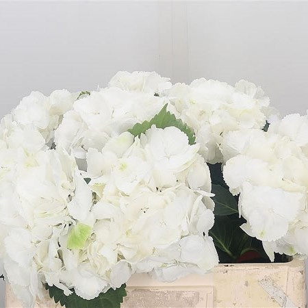 Hydrangea Schneeball
