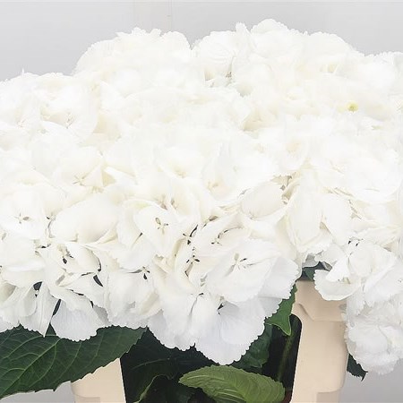 Hydrangea Schneeball