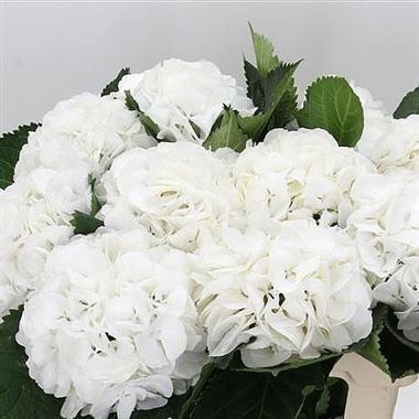 Hydrangea Schneeball