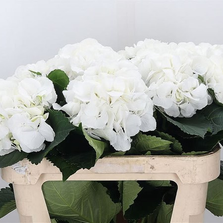 Hydrangea Schneeball