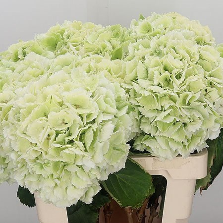 Hydrangea Schneeball Classic